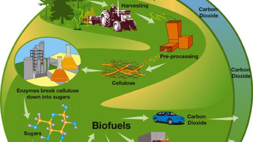Biomasė &#8211; ateities kuras!?