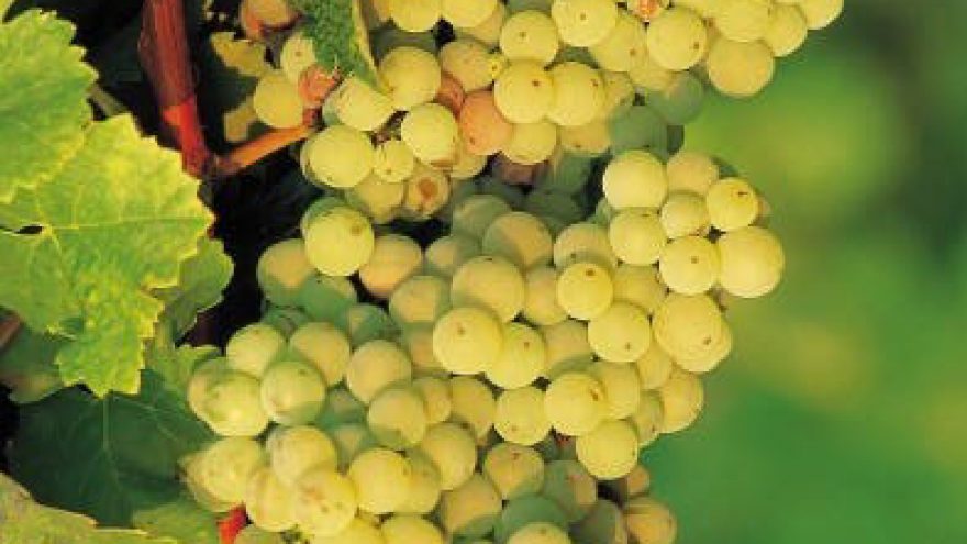 Retų vynmedžių derliaus baltojo vyno degustacija