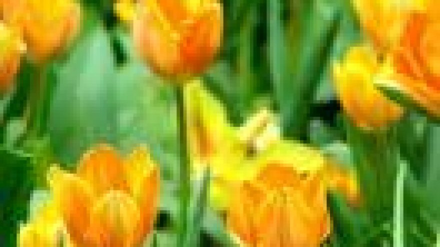 Romansai ir dainuojamoji poezija  moterims