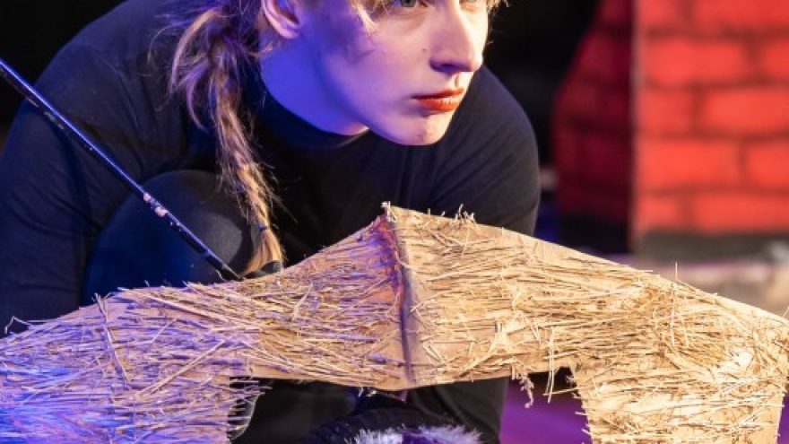 Trys paršeliai pasitinka naujus metus