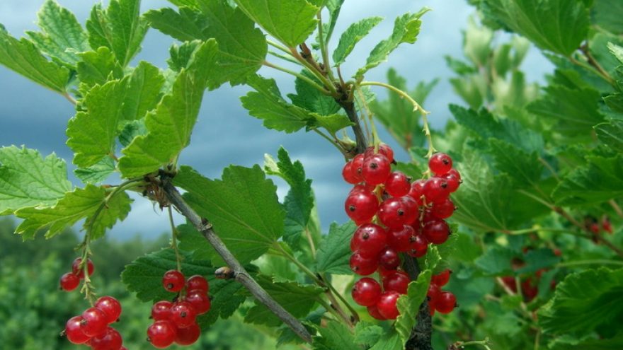 Nemokamas pažintinis renginys „Serbentai“ VU Botanikos sode