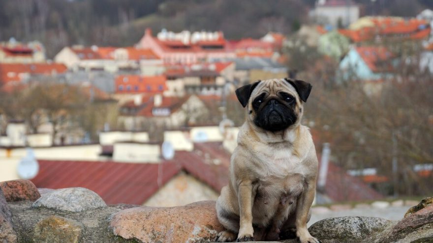 Ekskursija &#8220;Šuniškų pėdelių keliais&#8221;