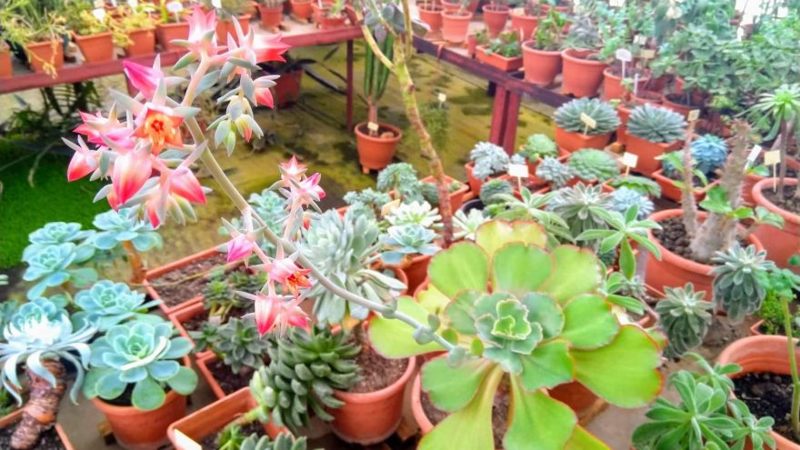 Nemokamos edukacijos VU Botanikos sodo Didžiajame šiltnamyje