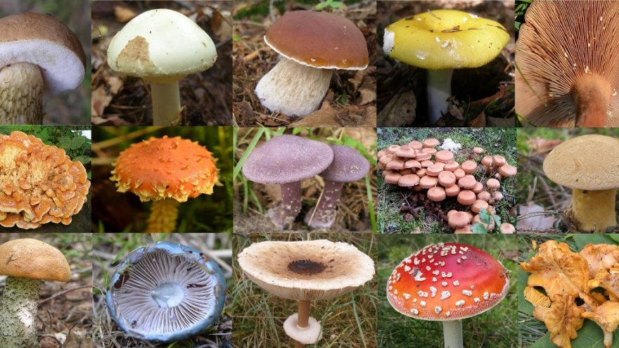 Praktinis užsiėmimas “Pažink Lietuvos grybus” Vilniaus Botanikos sode