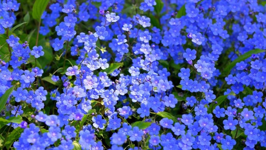 Pilietiškumo akcija „Aš prisimenu, kodėl esame laisvi“