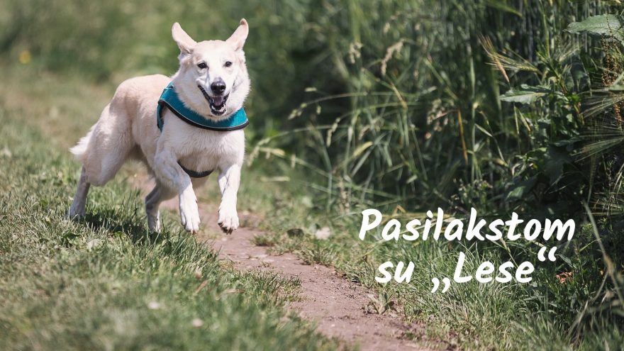 Pasilakstom su “Lese”!