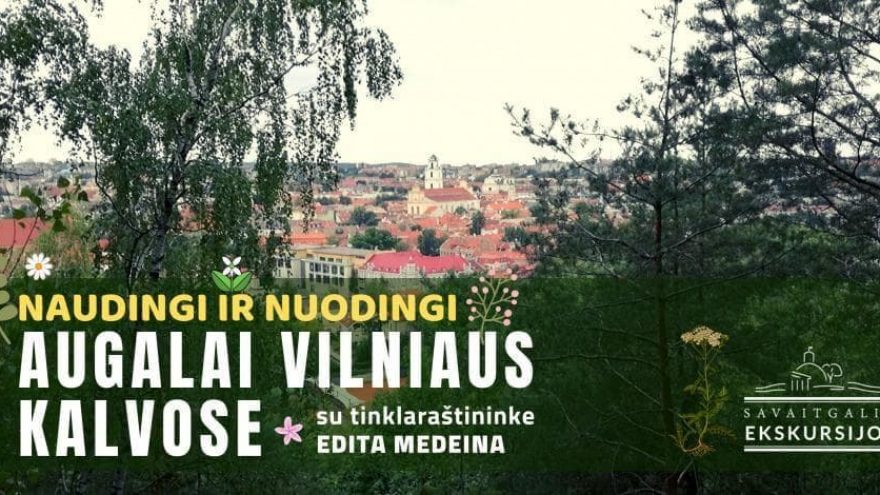 Naudingi ir nuodingi augalai Vilniaus kalvose