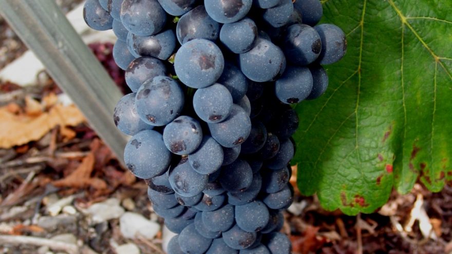 Ispanijos “Castano” vyno degustacija