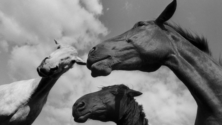 Stasio Povilaičio fotografijų paroda „91“