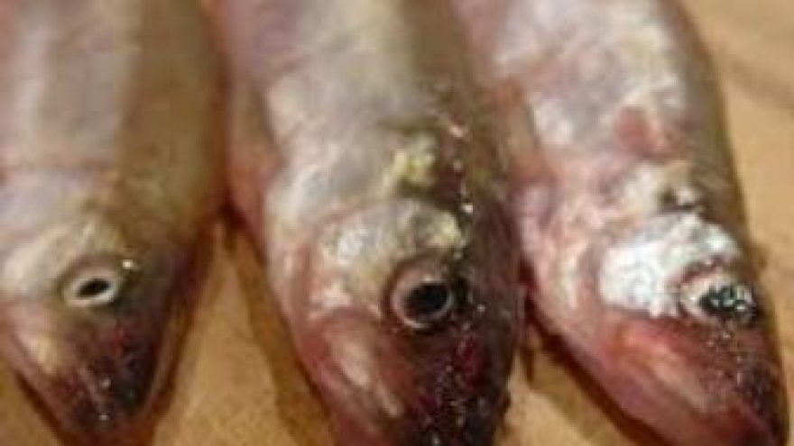 Palangos stinta 2011