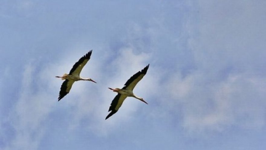 Gandrinės Sereikiškių parke
