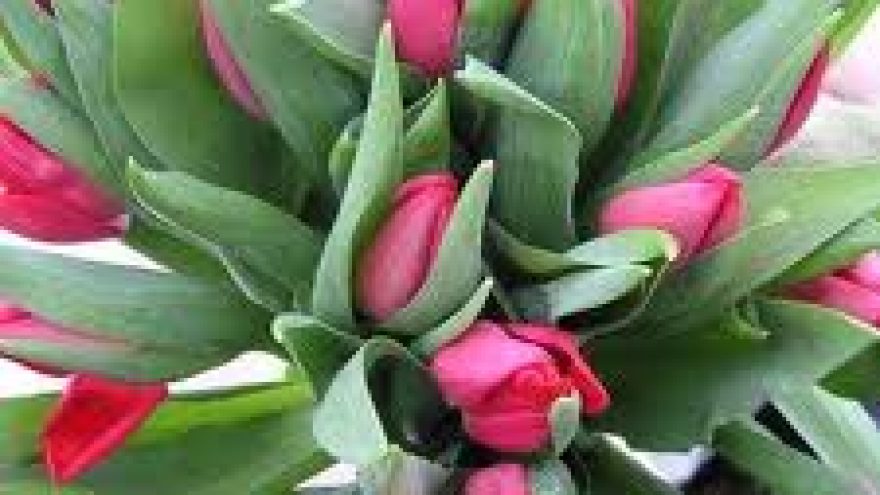 Motinos diena restorane &#8220;Perkūno namai&#8221;