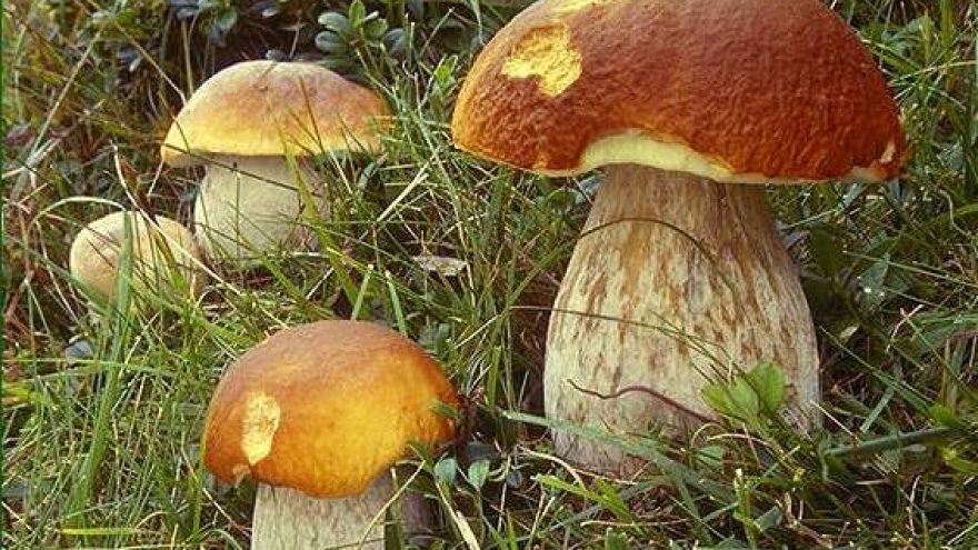 Paluknio baravykas 2012