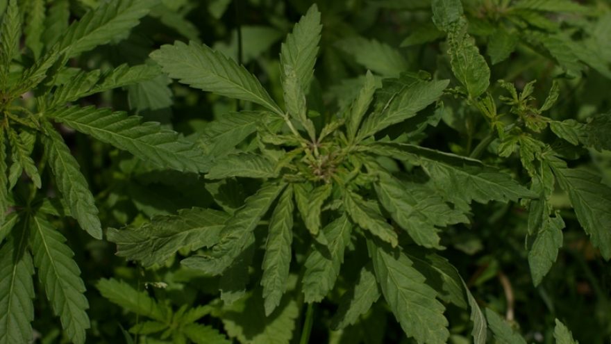 Senoviniai Joninių valgiai – edukacinė programa