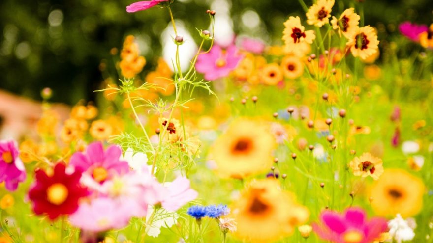 Paskaita “Vedinės psichologijos pritaikymas”