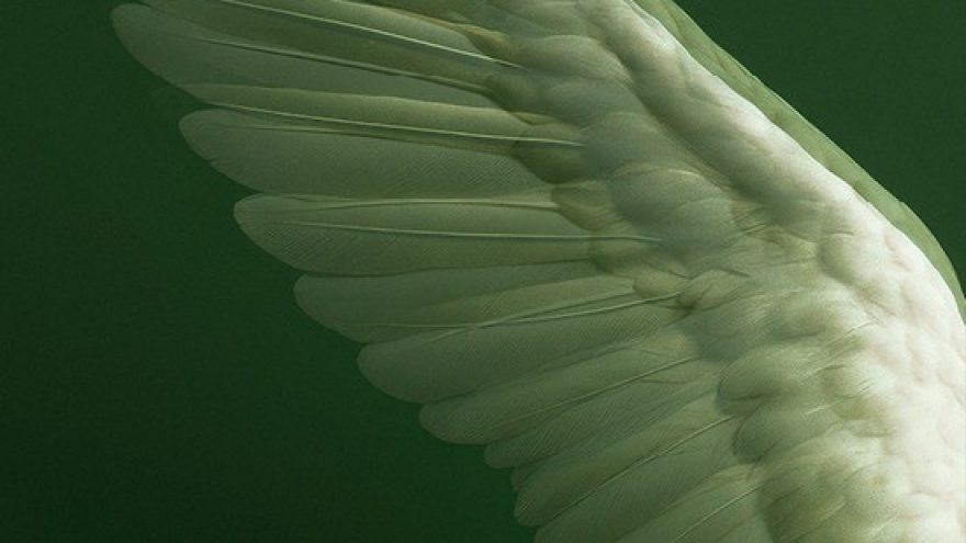 LVSO GIMTADIENIO KONCERTAS: R. WAGNER. ”LOHENGRINAS”