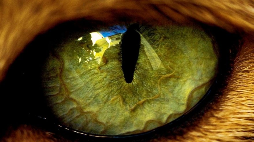 Judesio terapija “Susitikimas su vidiniu gyvūnu”