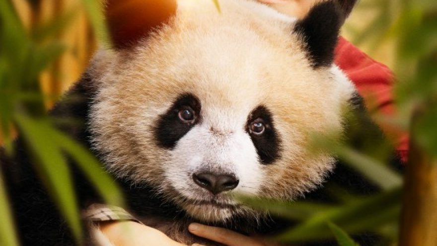 Panda vardu Mėnulis | Kino filmas | Visaginas