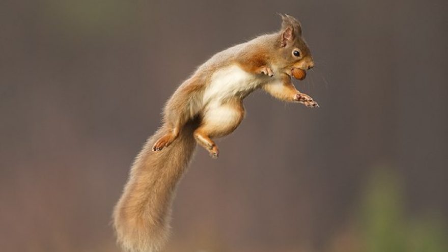 Maginiai judesiai Tensegrity