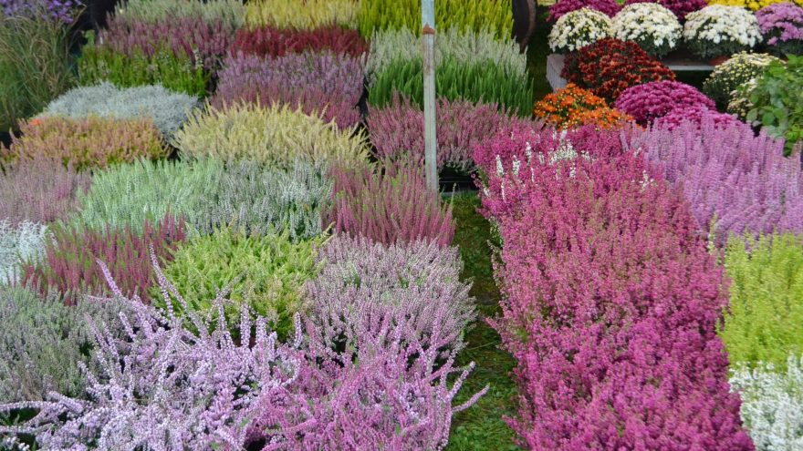 Paroda-mugė “Lietuvos žiedai” Vilniaus Botanikos sode