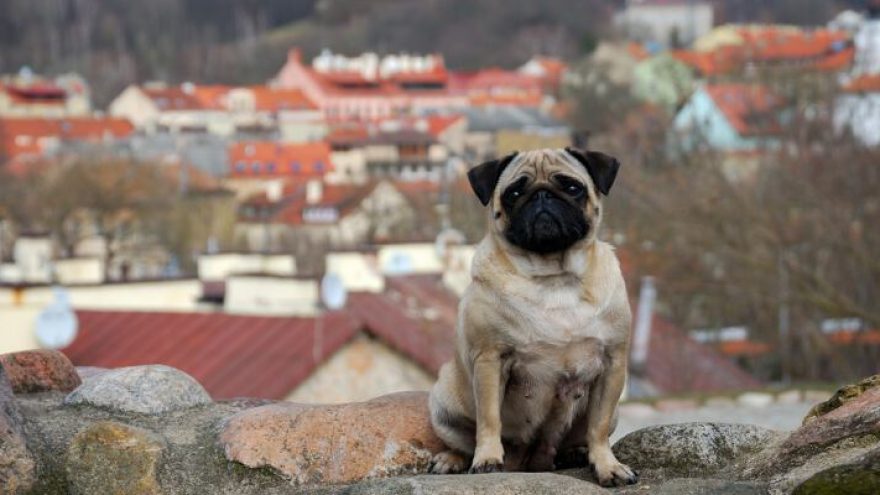 Ekskursija “Šuniškų pėdelių keliais”