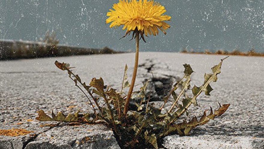 (Anykščiai) Muzikinis spektaklis HOMO ASFALTUS