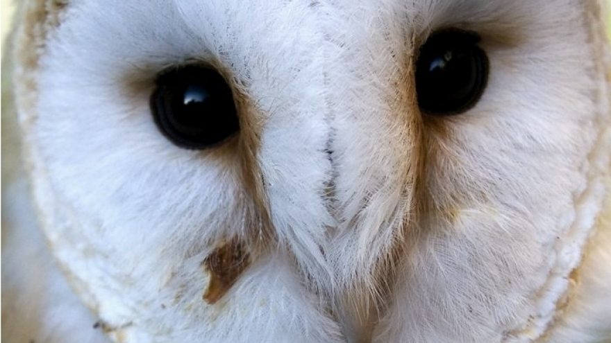 KALĖDA PELĖDA @ LOFTAS