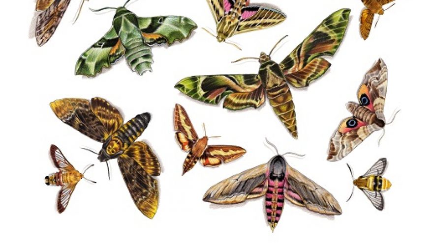 Lietuvos sfinksai. Iliustracijų paroda