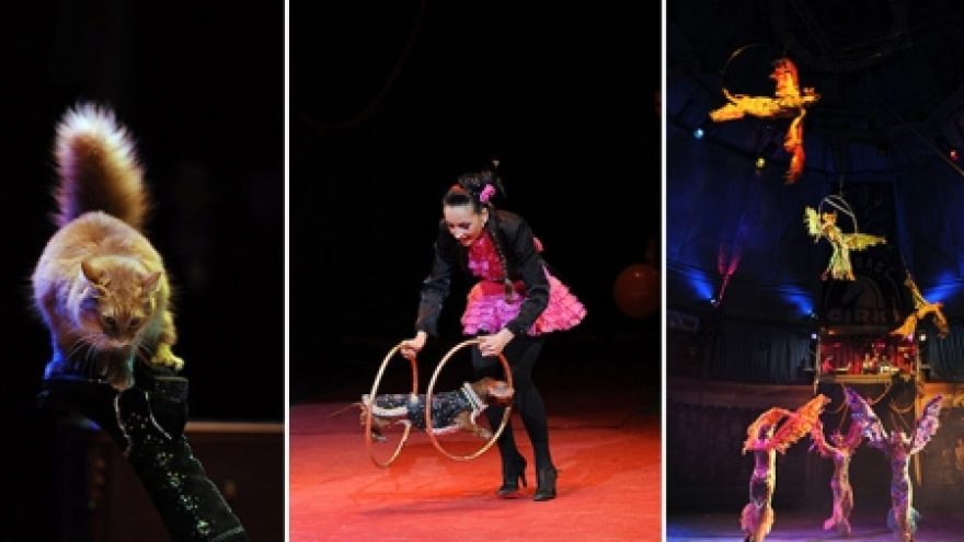 Papūgų ir kitų dresiruotų gyvūnų šou