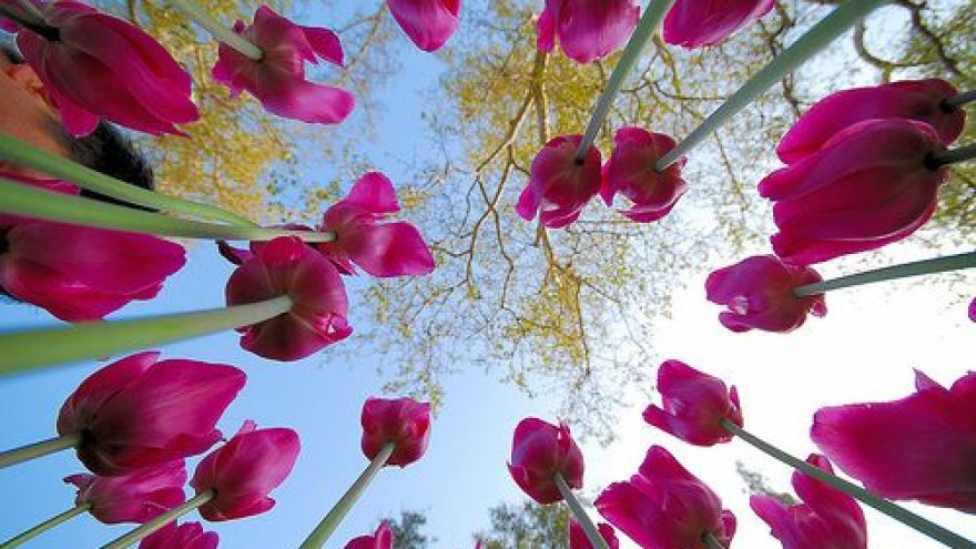Sėkmingos ateities ir karjeros planavimo savaitė