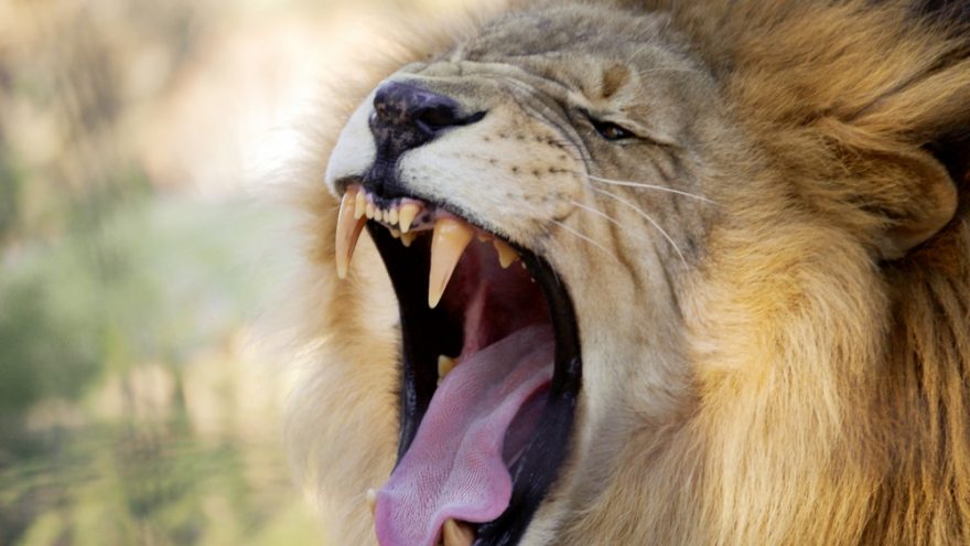 Seminaras TIK VYRAM “Žvėries išlaisvinimas”