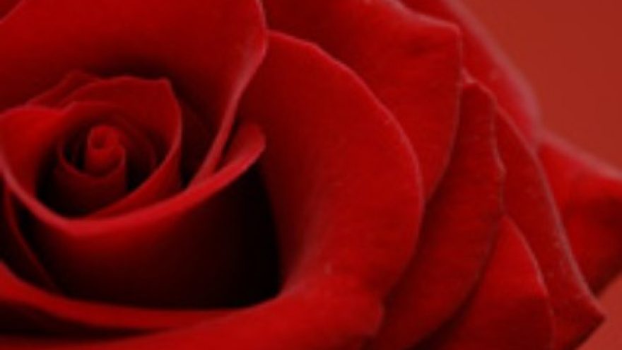 KVIEČIAME MOTERIS IR MERGINAS Į “ROŽIŲ DIENĄ”