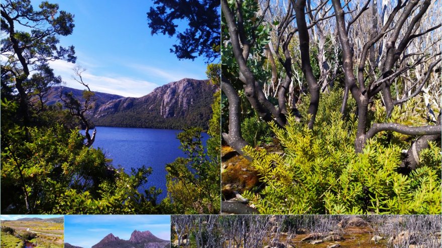 Paroda „Tasmanija. Ieškant Gondvanos“ ir paskaita apie egzotiškos salos florą