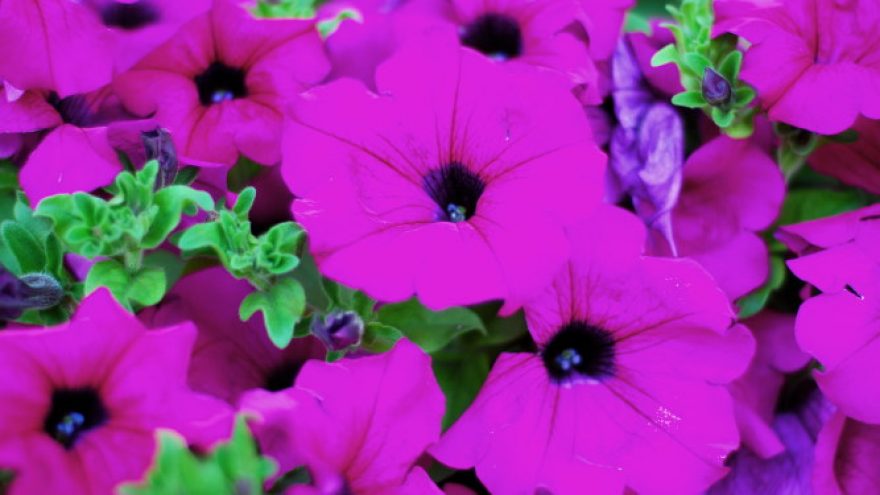 Nemokama Žolinių ekskursija “Vasaros žiedai”