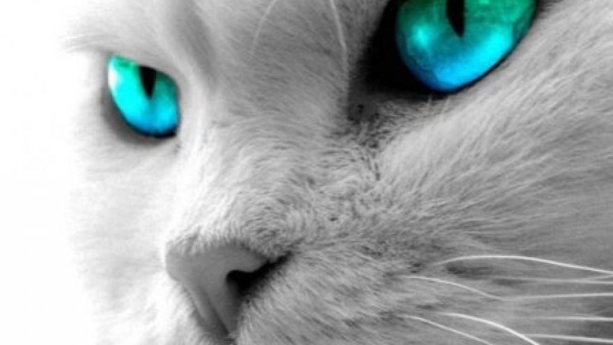 Tarptautinė kačių paroda