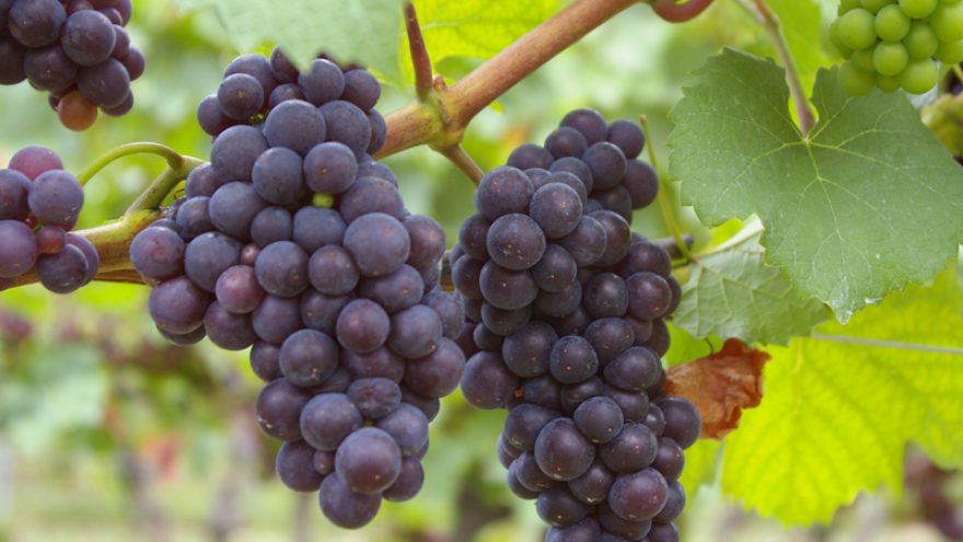 Tempranillo vynų degustacija viešbutyje “Daugirdas”