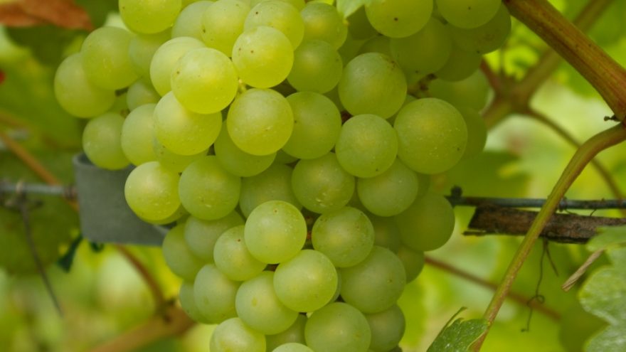 Perrin vyno degustacija viešbutyje “Daugirdas”